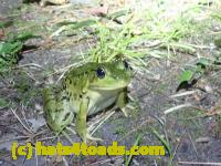 /home//u458753944/public_html/sourcegallery////////Frogs/More bullfrogs/P8170141.JPG